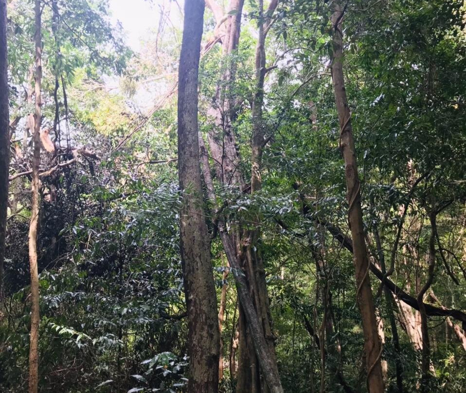 Kaludiya Pokuna Nature Walks-锡吉里亚必去景点