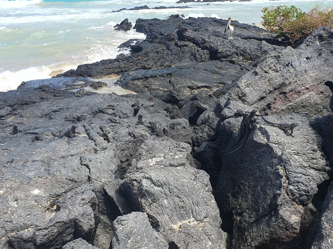 Playa Puerto Villamil-维里亚米尔港必去景点