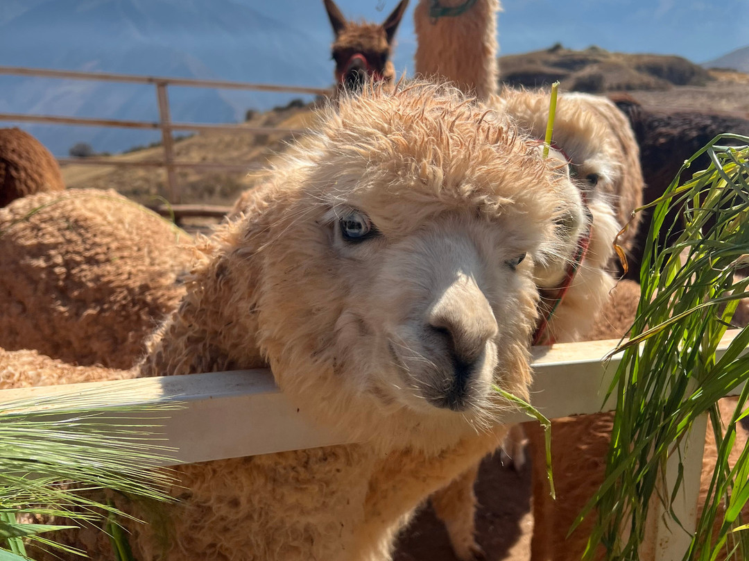 Andean Colors-乌鲁班巴必去景点