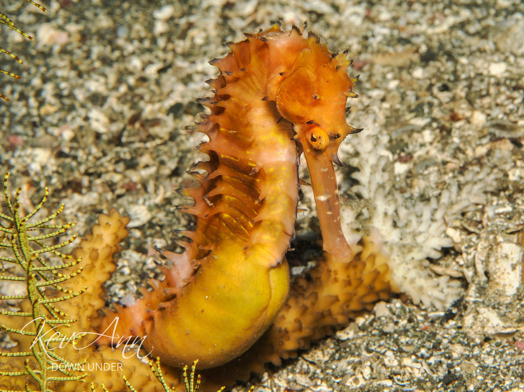 Bahura Dive Siquijor-拉孜必去景点