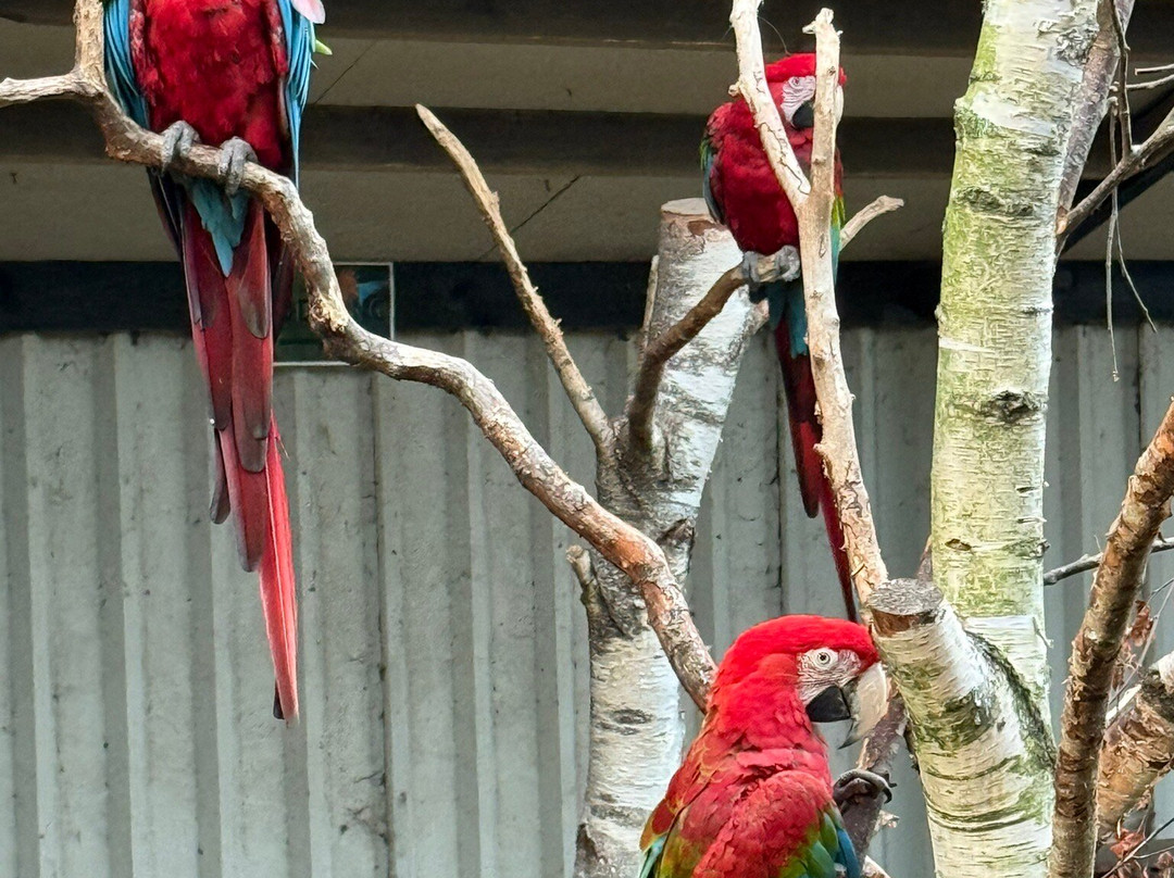 Dyrenes Verden Filskov Mini Zoo i Billund-格林斯泰兹必去景点