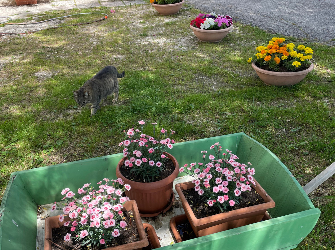 Masseria Cerasella主图