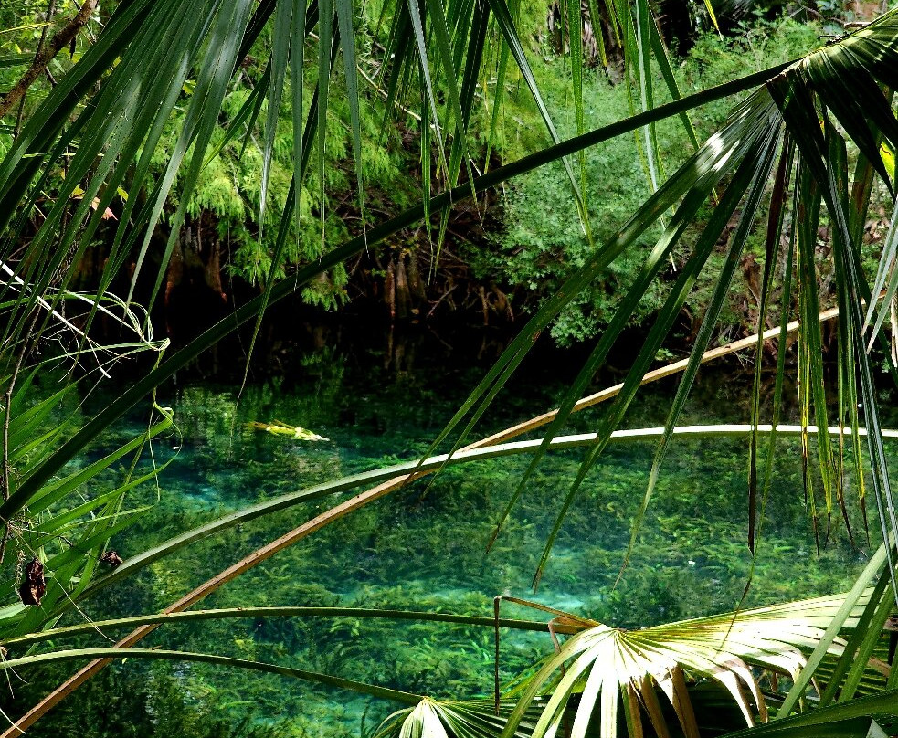 Silver Springs River-奥卡拉必去景点