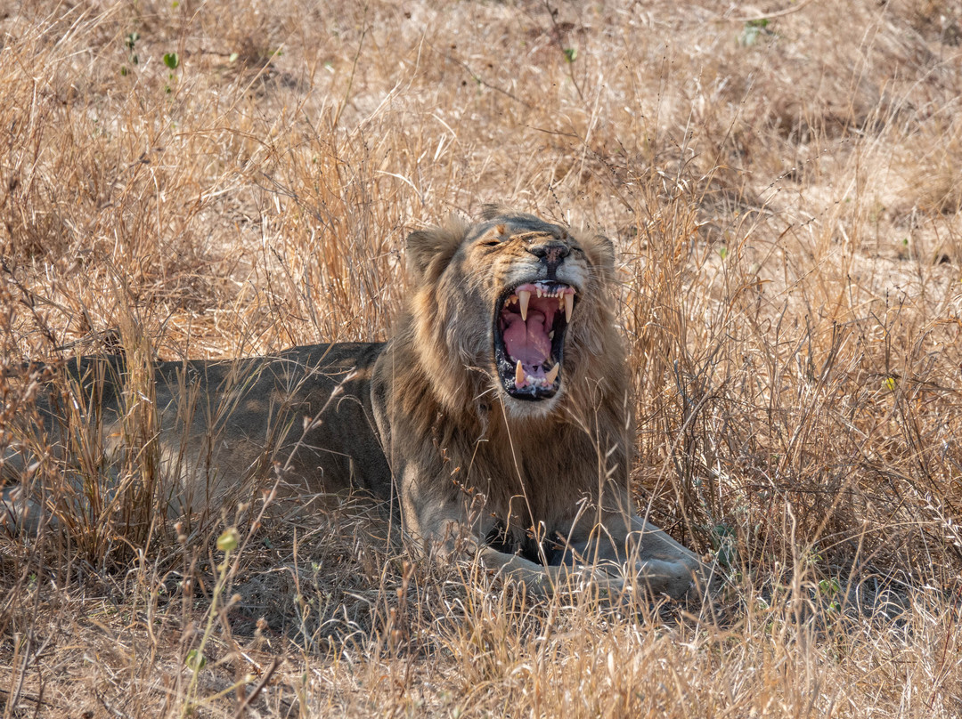 Khalanga Safaris-伐拉博瓦必去景点