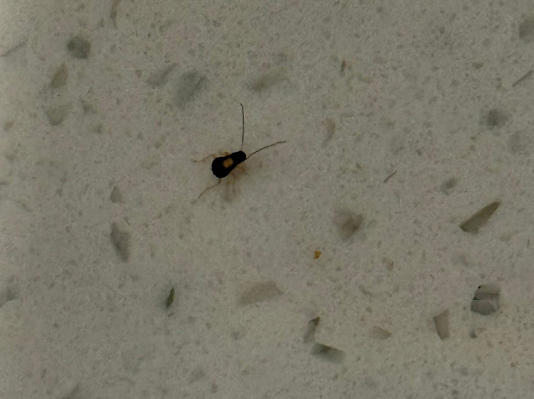 Homewood Suites San Marcos主图