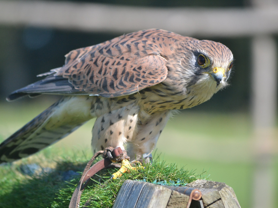 Kent Falconry Centre-Throwley必去景点