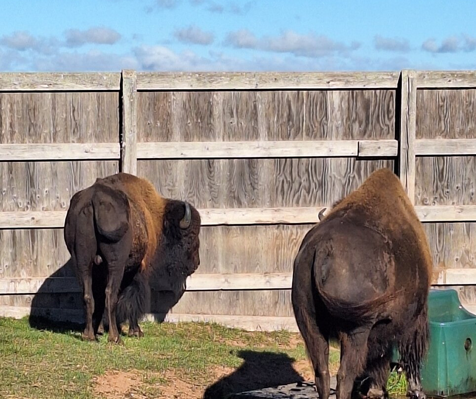 Buffaloland Provincial Park-Montague必去景点