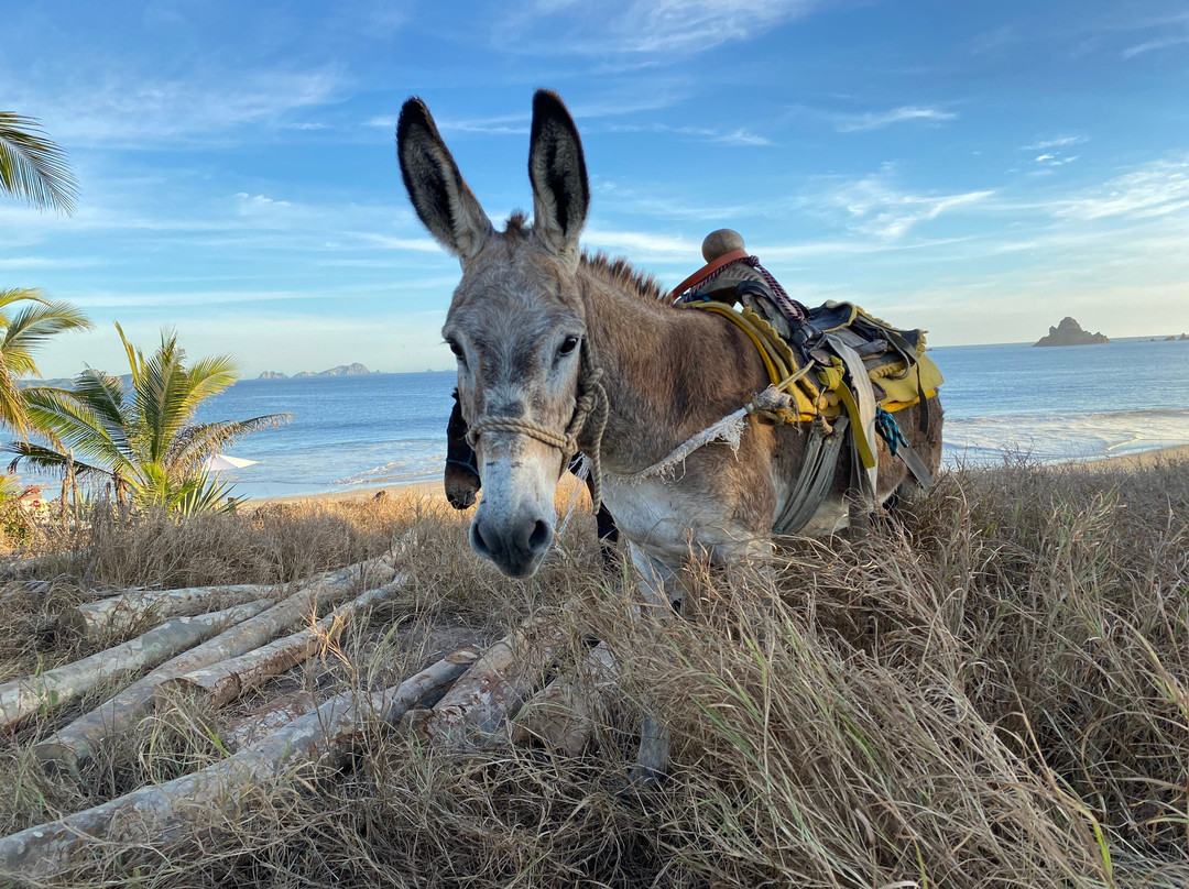 Playa Tenacatita-Tenacatita必去景点