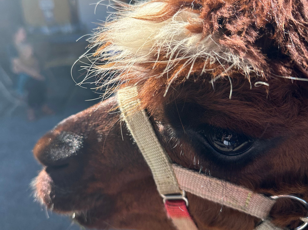 Alpen Alpakas-Lechbruck必去景点