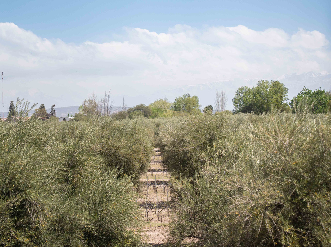 Finca El Paraíso - Bodega Luigi Bosca-Maipu必去景点