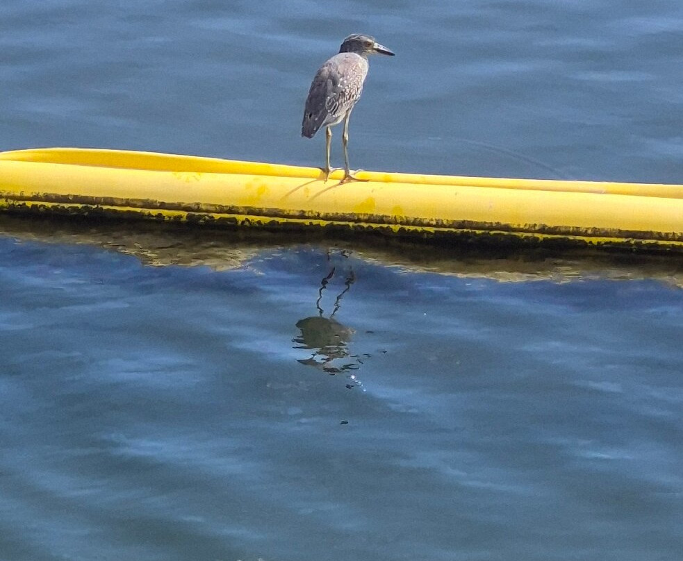 Bolsa Chica Ecological Reserve-亨廷顿海滩必去景点