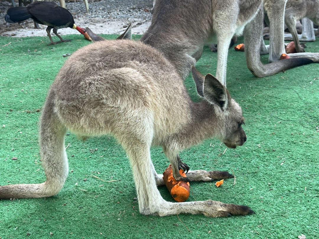 Horizons Kangaroo Sanctuary & Camp Ground-Agnes Water必去景点