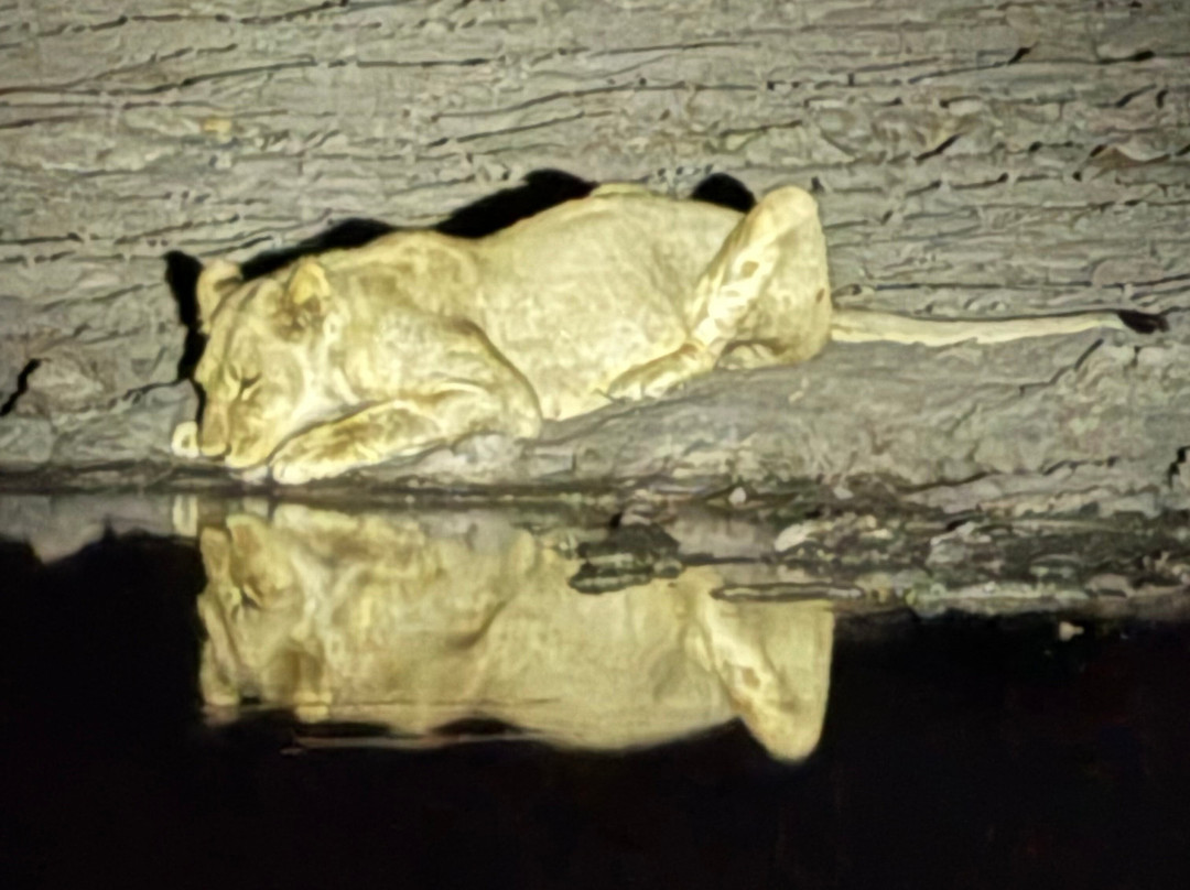 蔓威丛林营地主图