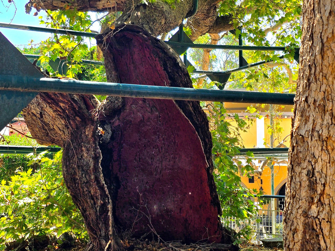 Hippocrates Tree-Kos Town必去景点