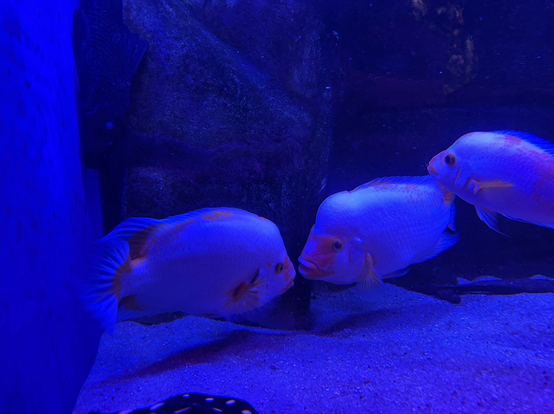 Oceanarium Międzyzdroje-缅济兹德罗耶必去景点