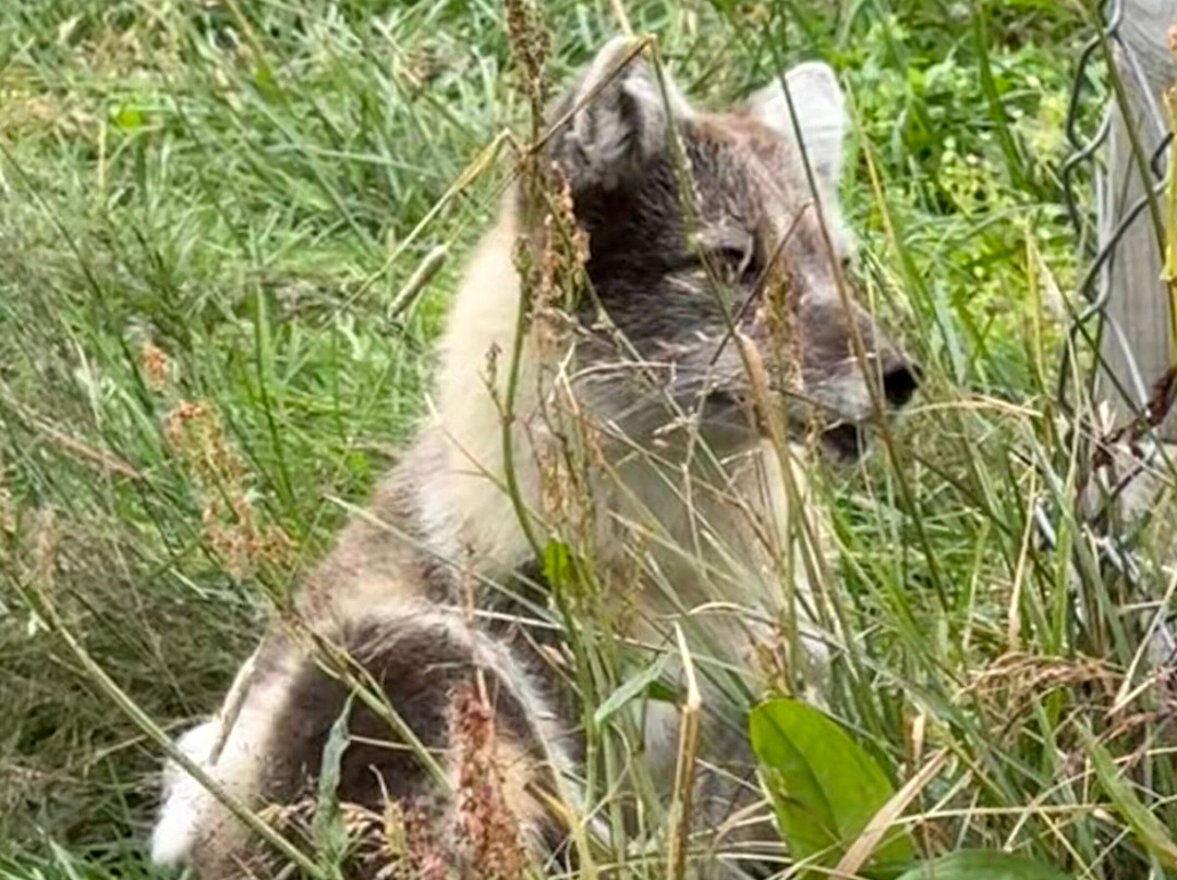 Isafjördur Guide-伊萨菲厄泽必去景点