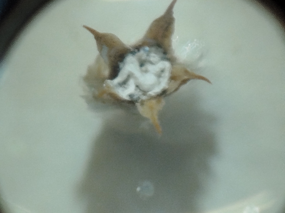Micro-Gigantic Museum-瓜达莱斯特必去景点