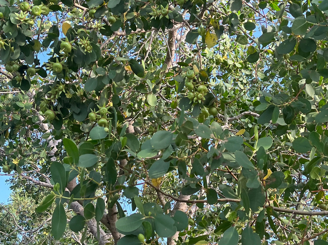 Kalametiya Bird Watching & Ecotourism-Kalametiya必去景点
