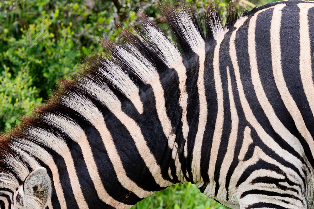 Pumba Private Game Reserve Day Safari-格拉罕镇必去景点