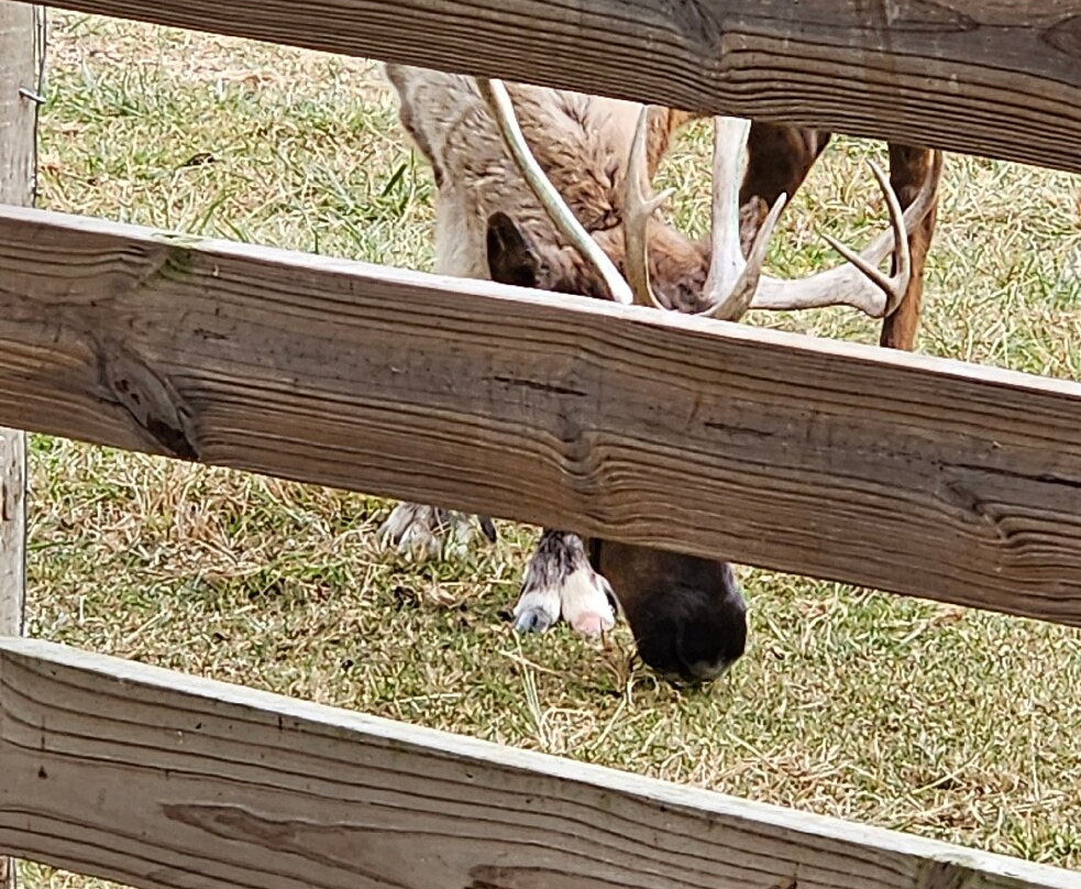 Hardy's Reindeer Ranch-Rantoul必去景点