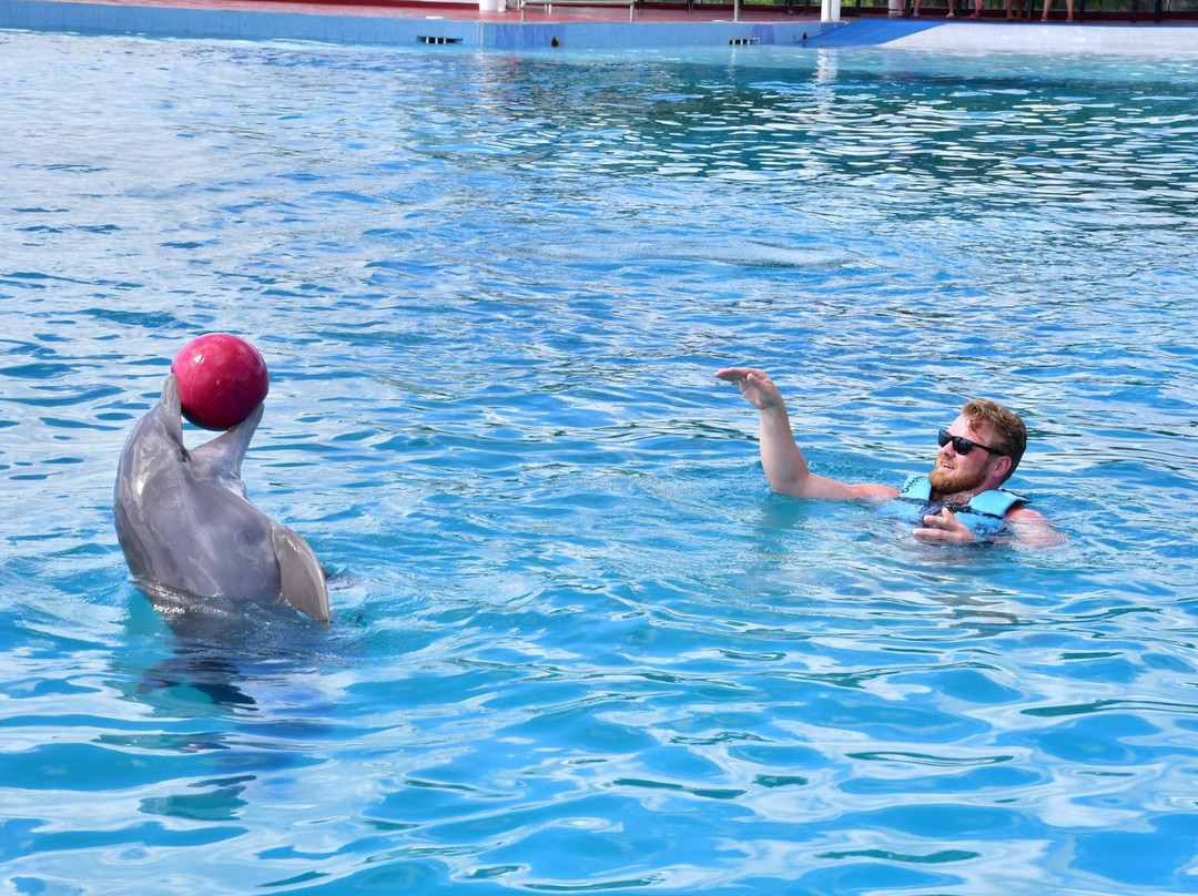 Dolphin Discovery Tulum - Akumal-艾库玛尔必去景点