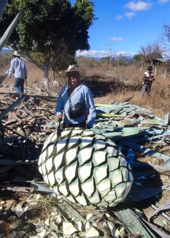 Viajeros del Mezcal Experiences-Miahuatlan必去景点