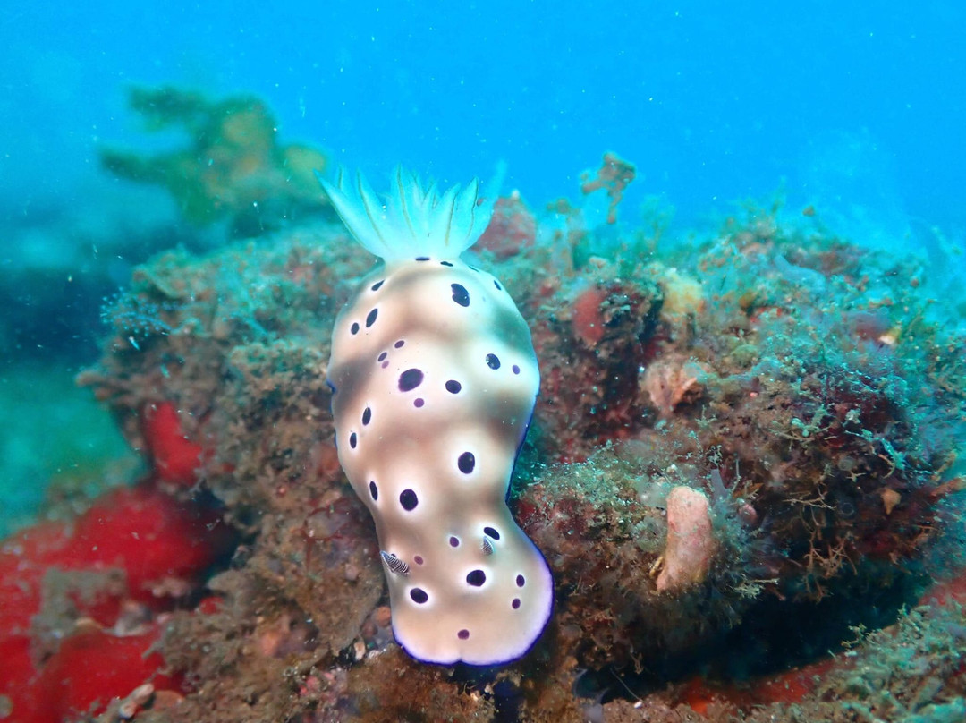 Thalassa Dive Resort Lembeh主图