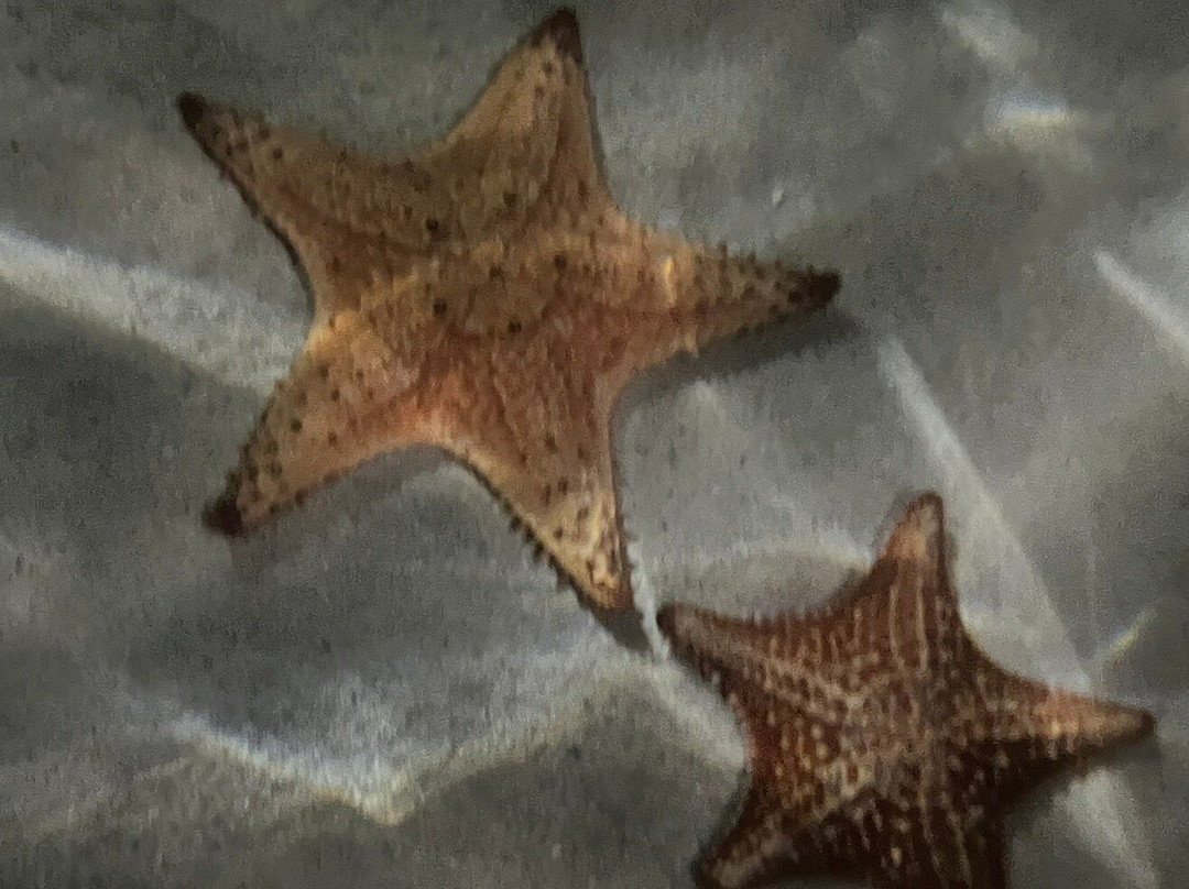 Sweet Spot Watersports-大开曼岛必去景点