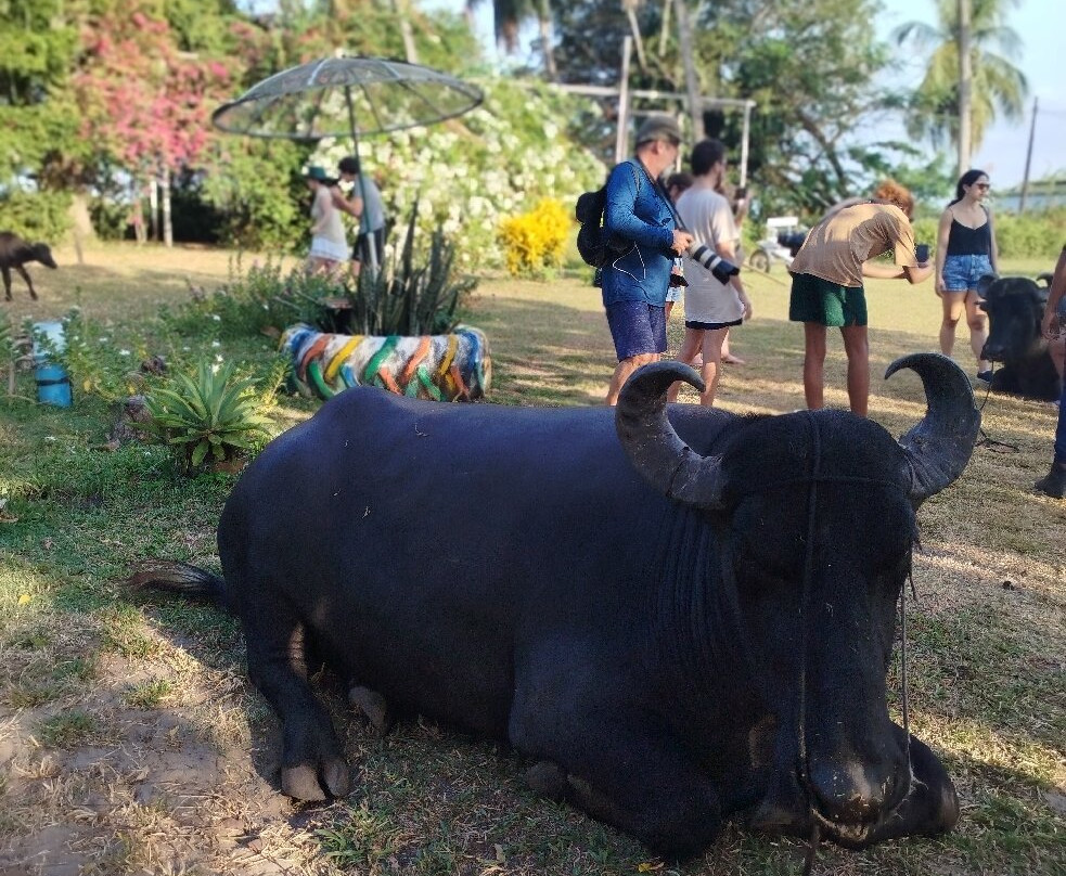 Fazenda Mironga-Soure必去景点