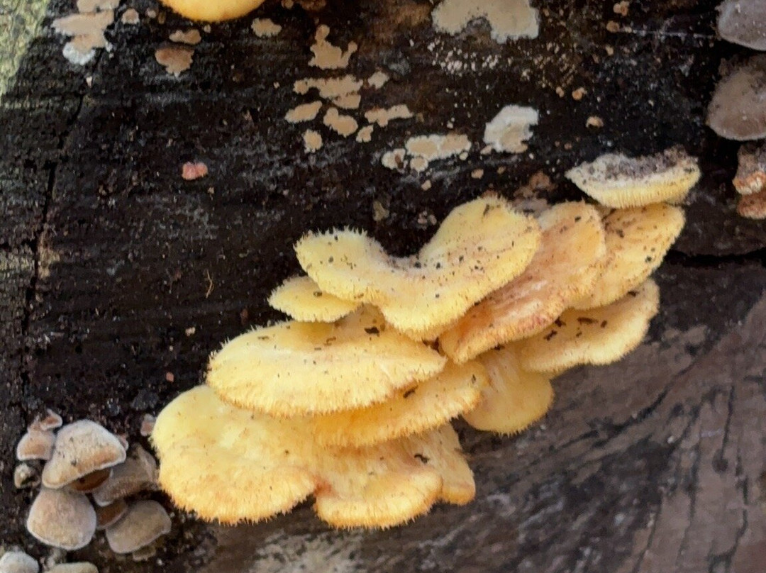 Enchanted Forest Sanctuary-泰特斯维尔必去景点