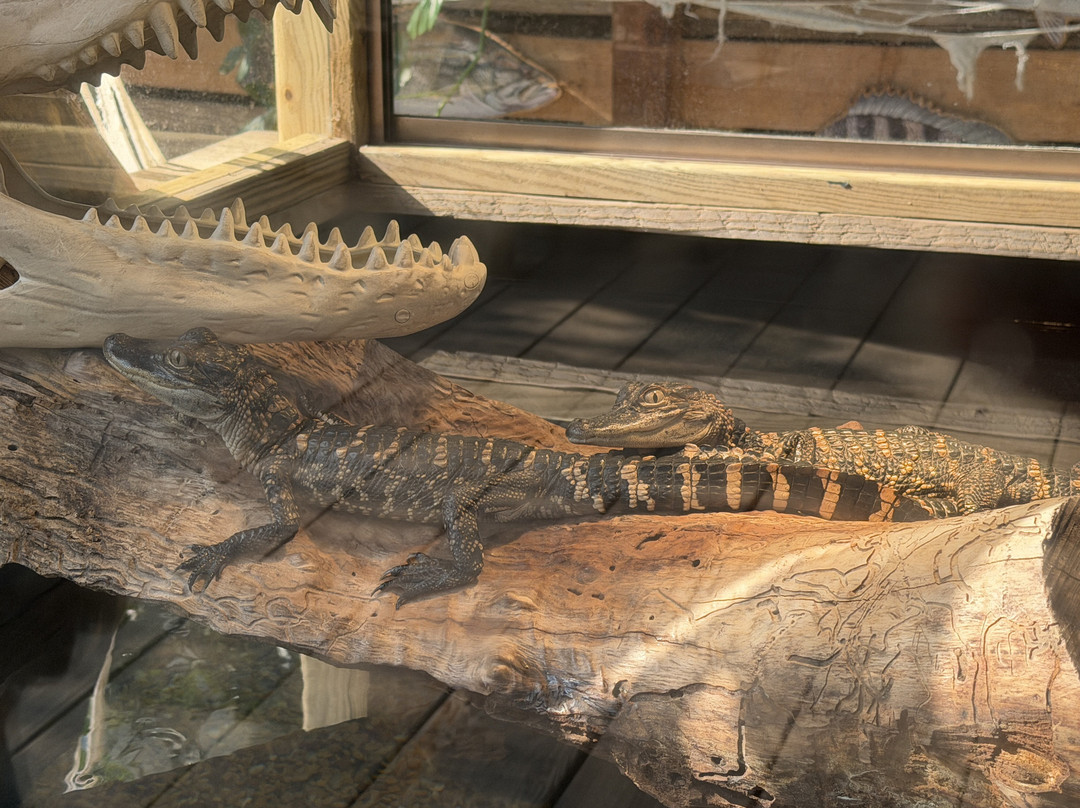 Shreveport Aquarium-什里夫波特必去景点