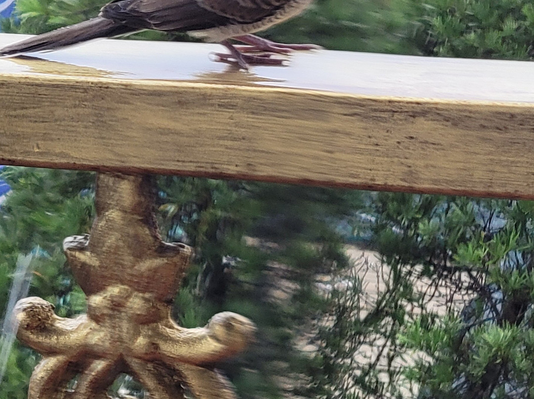 Bonsai Villa Hoi An主图