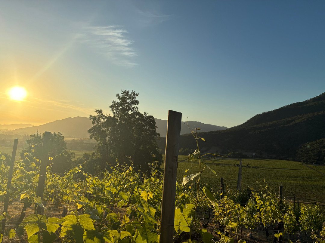 Viña Ventisquero - Mirador La Roblería-圣克鲁斯必去景点