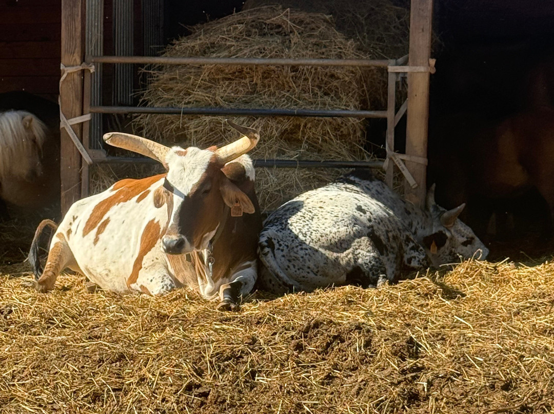 Les Animaux De Fairytale-Cap-d'Agde必去景点