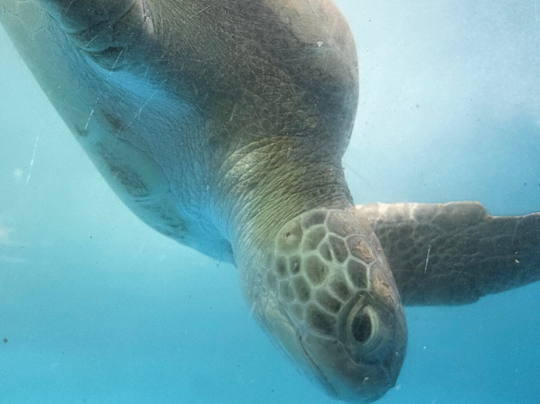 Fundação Projeto Tamar - Vitória-维多利亚必去景点