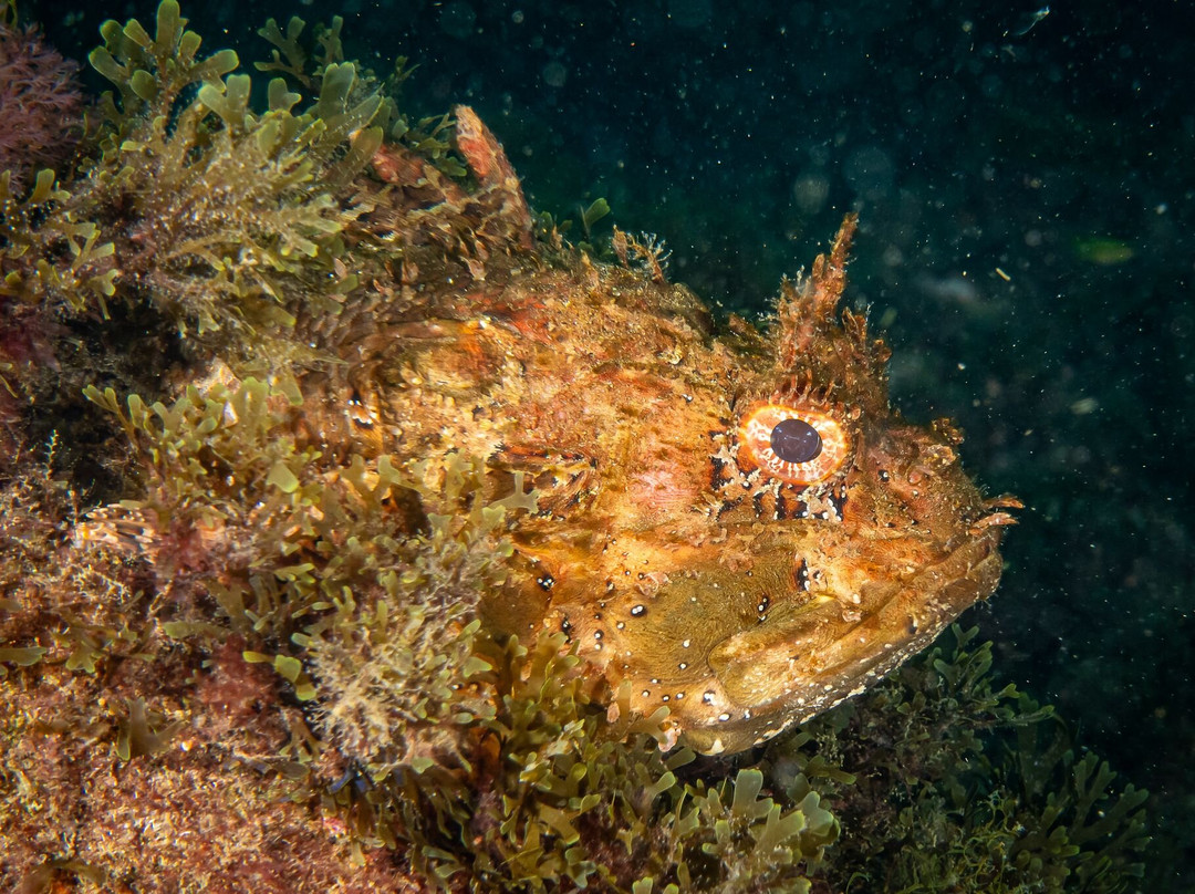 Diving With Nic-米哈斯必去景点