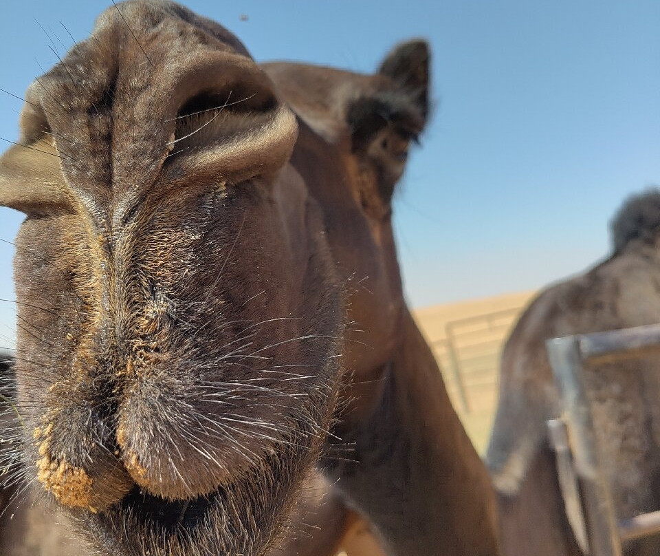 Falawat tours (Najran Tours)-Najran必去景点