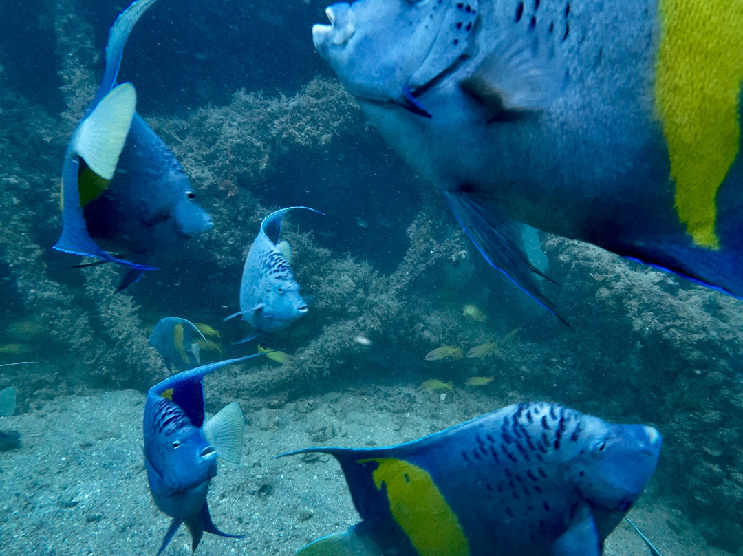 Alghais Diving-多哈必去景点