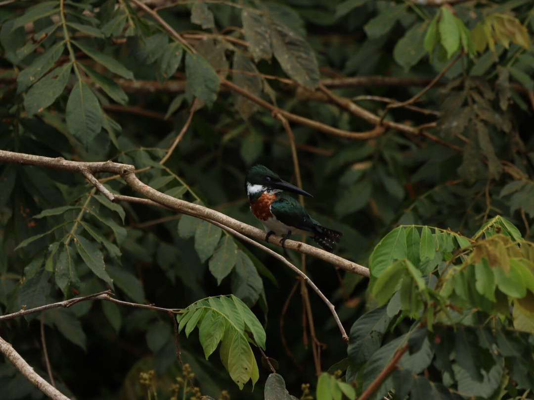 Caño Negro Wildlife Refuge-Cano Negro必去景点