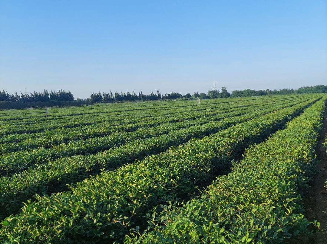 Nilado Green tea plantation-连科兰必去景点