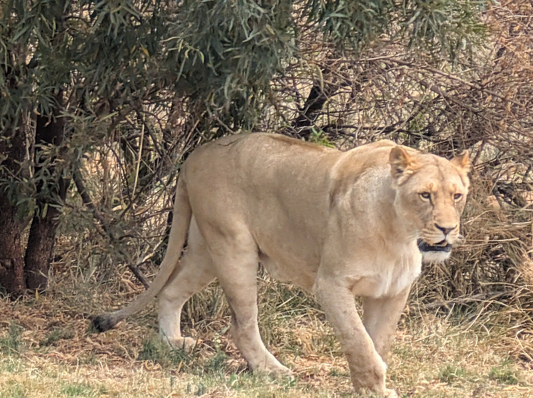 Lion and Cheetah Sanctuary-柯立南必去景点