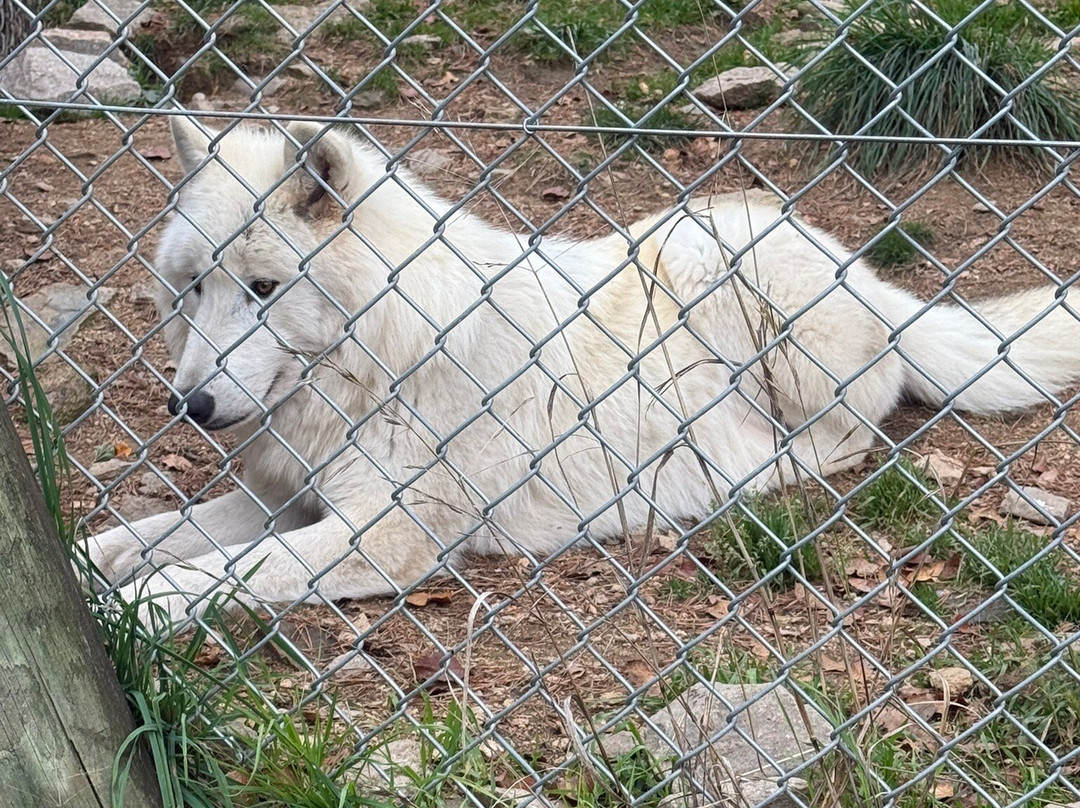 Les Loups du Gevaudan-Saint-Leger-de-Peyre必去景点