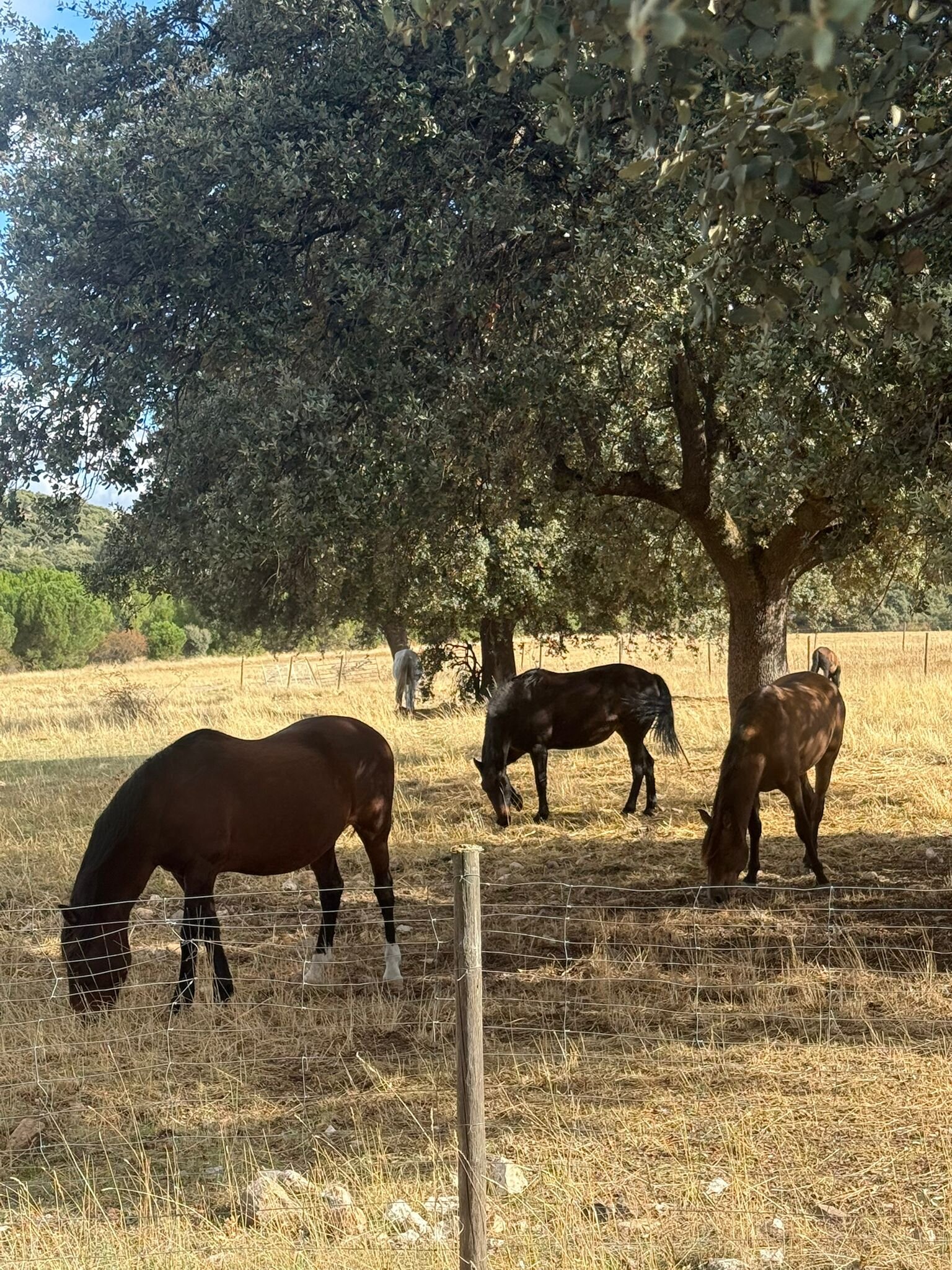 Hotel Rural Caserío de Aldeallana-浴室