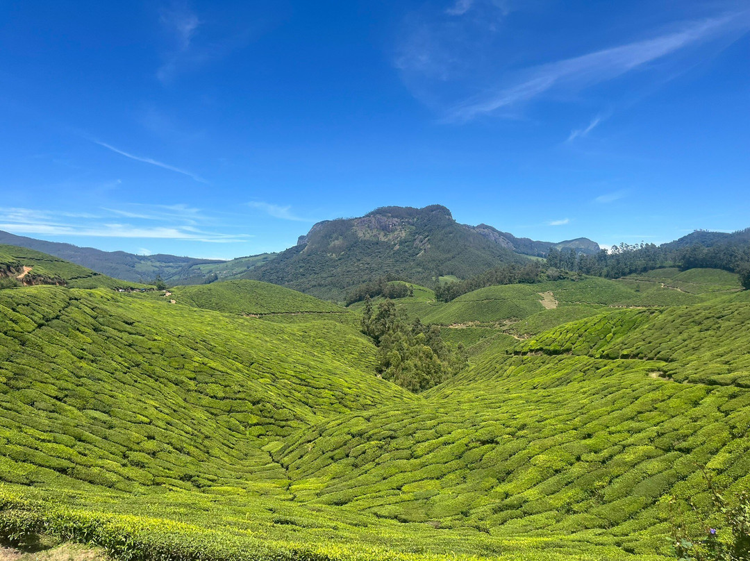 Munnar Info-慕那尔必去景点