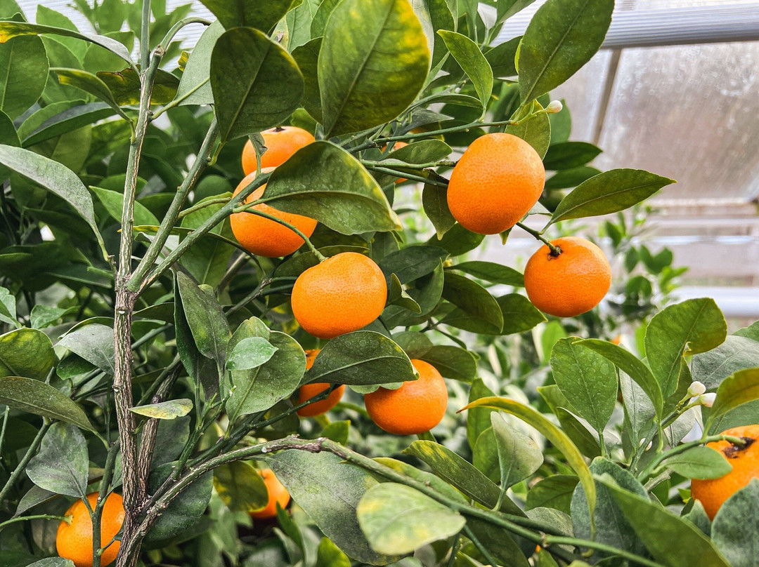 Palmiarnia Walbrzych-Walbrzych必去景点