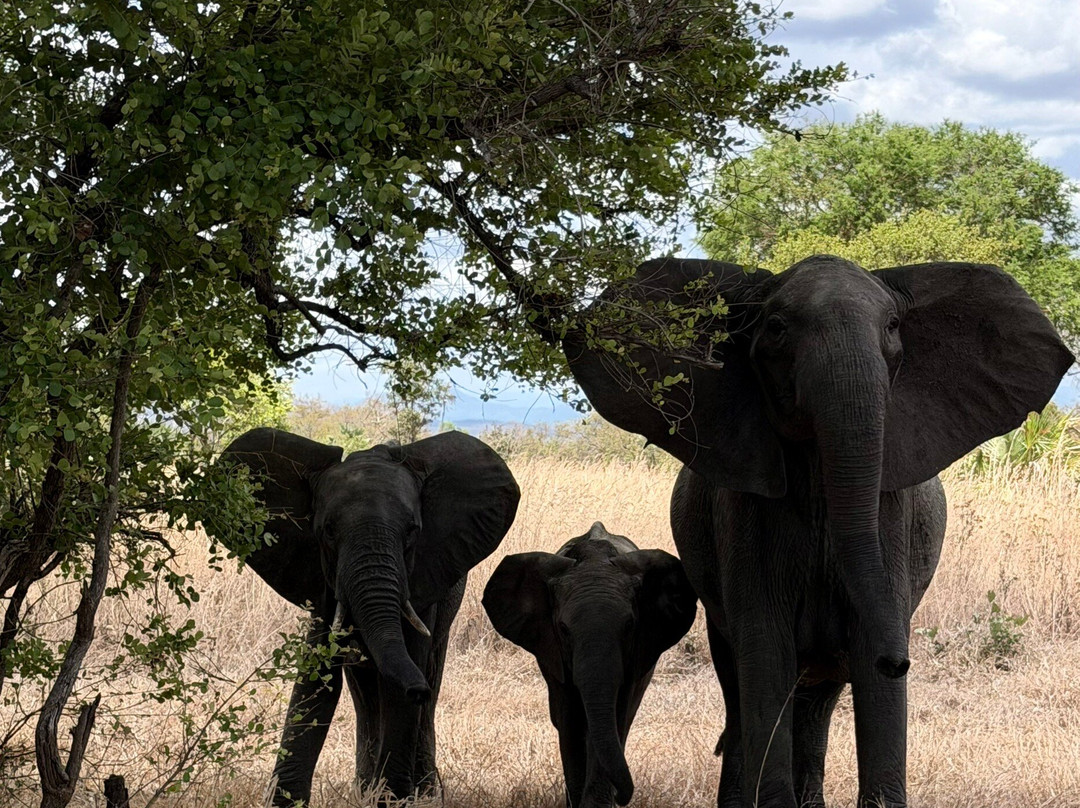 Kelvin Safaris-Mikumi必去景点