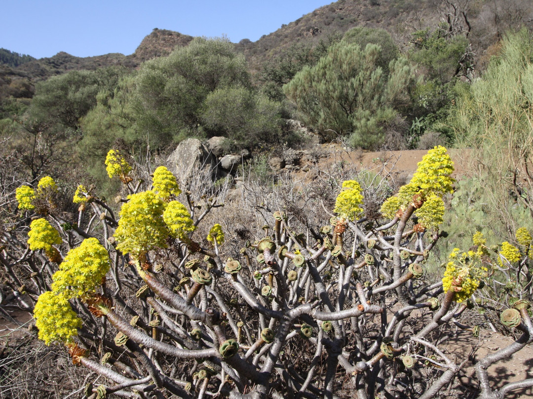 Barranco De Los Cernicalos-特尔德必去景点