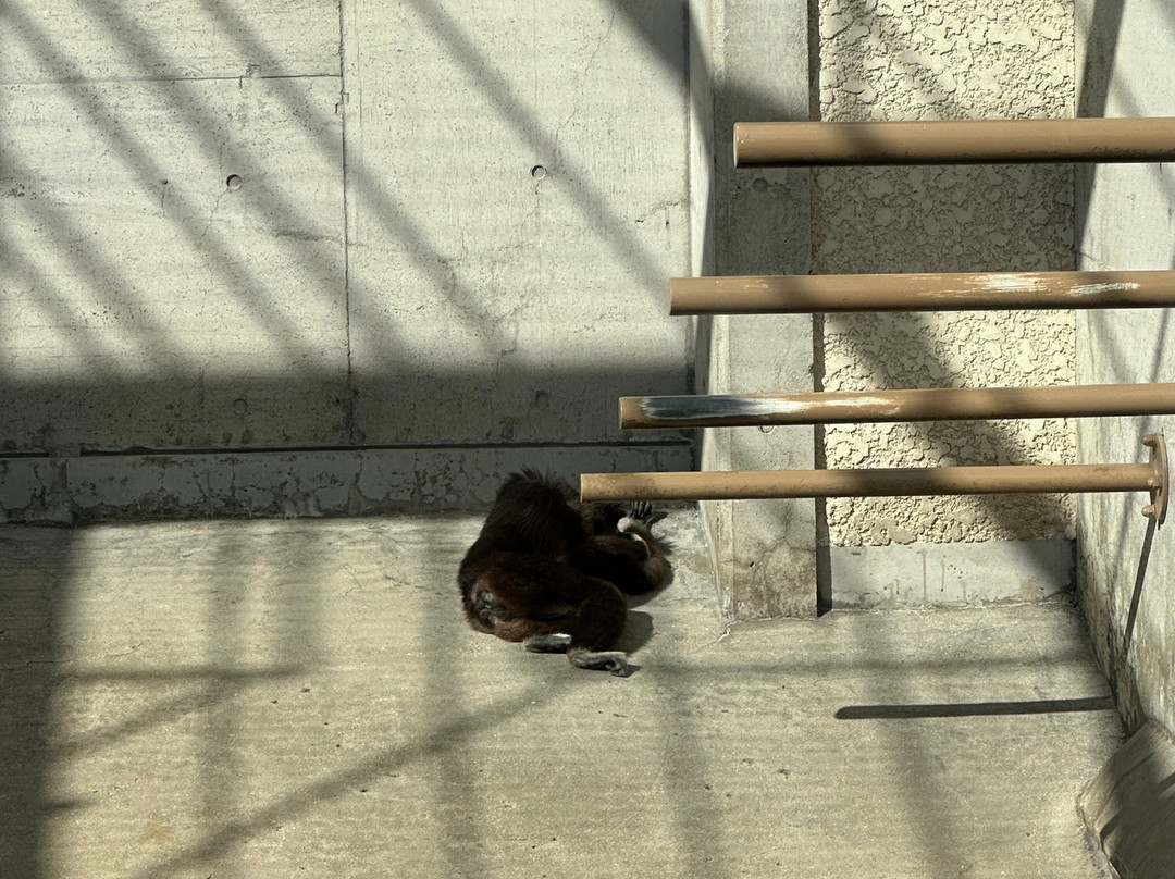 神户市立王子动物园-神户市必去景点