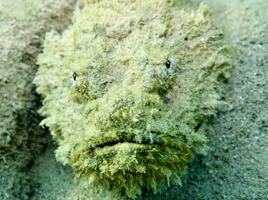 ORCA Dive Club Coral Garden-Safaga必去景点
