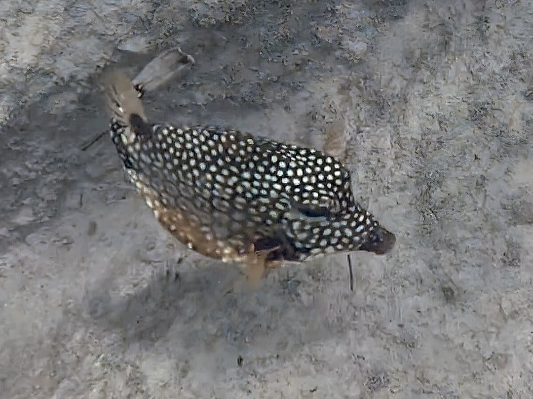 Vieques Snorkel Tours-维切克岛必去景点